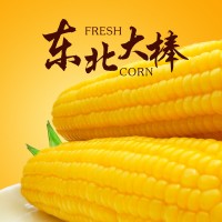 嘉润农业东北黄糯玉米10穗250g