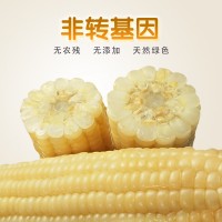 嘉润农业东北白糯玉米10穗250g