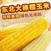 嘉润农业东北黄糯玉5穗+白糯玉米5穗250g