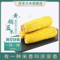 庆安新鲜东北黄糯玉米10棒 甜糯粘玉米10棒真空装黄苞米