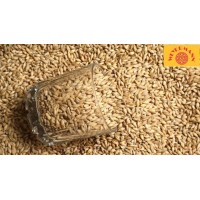 Carared® 红色焦香麦芽（结晶麦芽 )