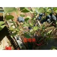 大兴安岭呼中区蓝莓加蜂蜜组合