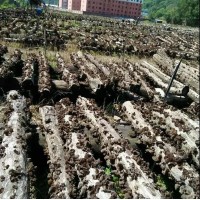 东北特产黑龙江兴安岭黑木耳干货500g包邮非小碗肉厚无根