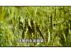 粮食酒威虎泉