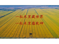 优质稻宣传片