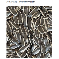 葵花子生货