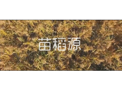 苗稻源五常生态有机米