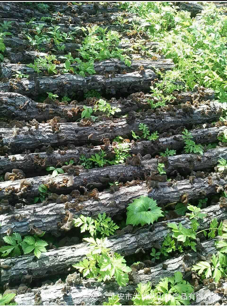 3511792261_1539008577