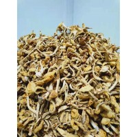 东北特产滑子蘑黄菇500g