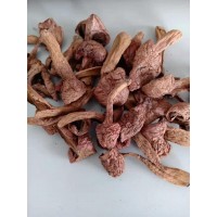 东北特产野生松树伞食用菌500克