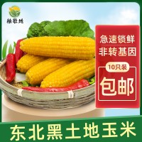 秧歌地速冻玉米