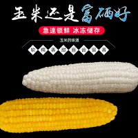 秧歌地富硒鲜食玉米