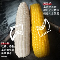 秧歌地真空鲜食玉米