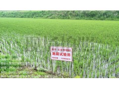 秸秆腐熟剂对水稻根茎的作用