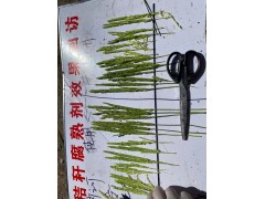 秸秆腐熟剂对水稻孕穗时的作用