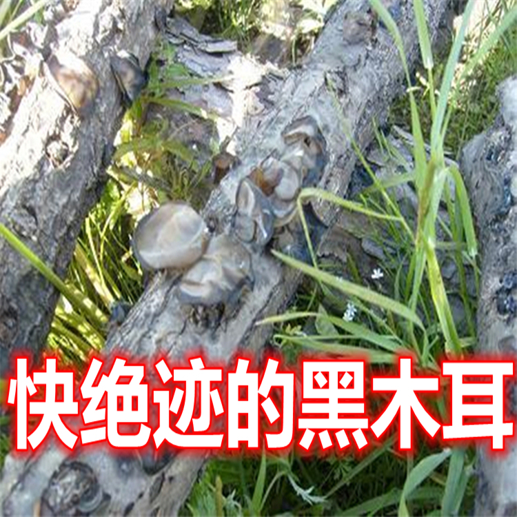 329 柞木段木耳