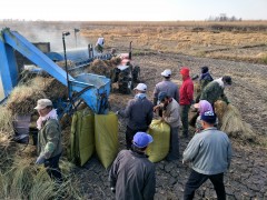 五常市新庄农民专业合作社