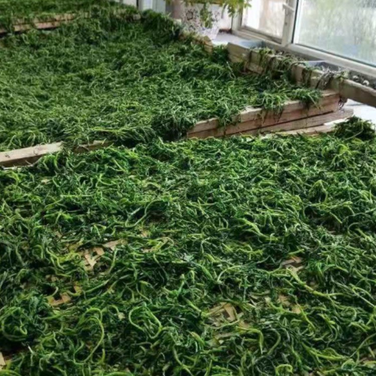 四叶菜（森林蔬菜）