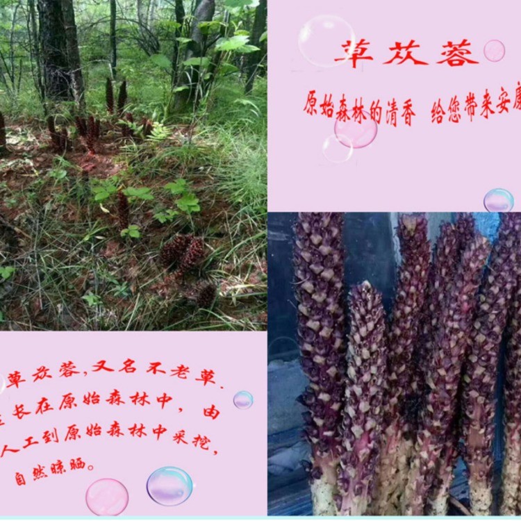 草苁蓉