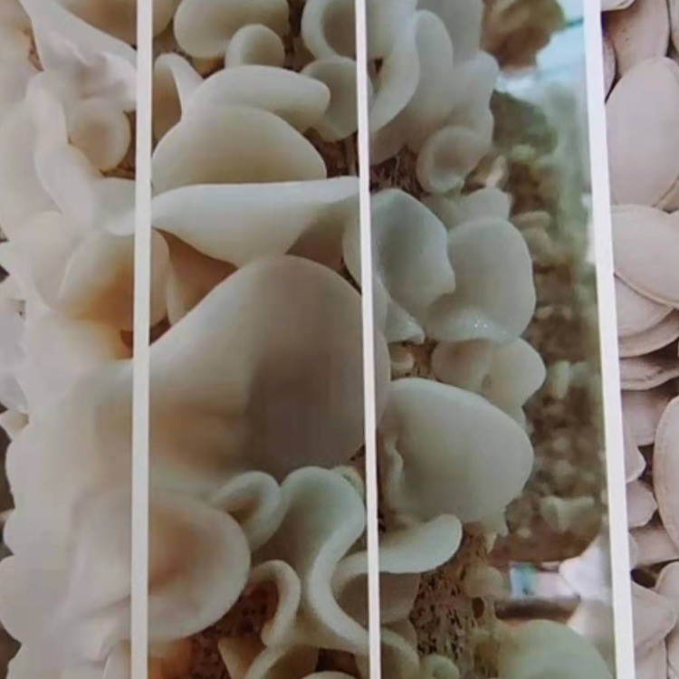 白玉木耳礼盒