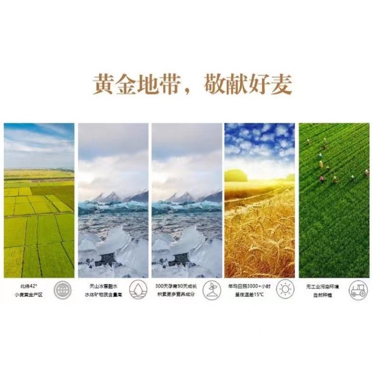 科奇特级一等10KG面粉