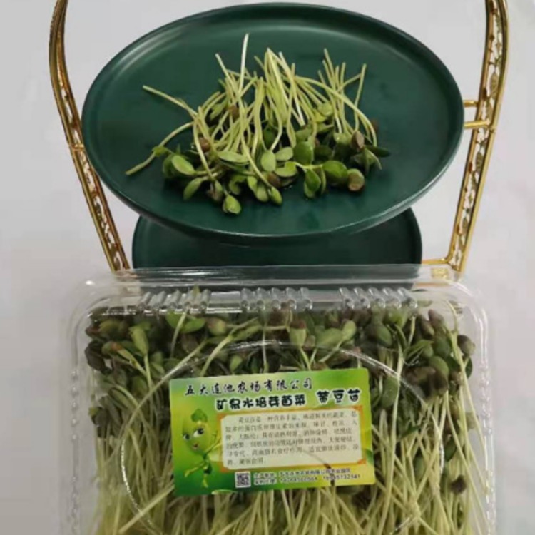 矿泉水培芽苗菜