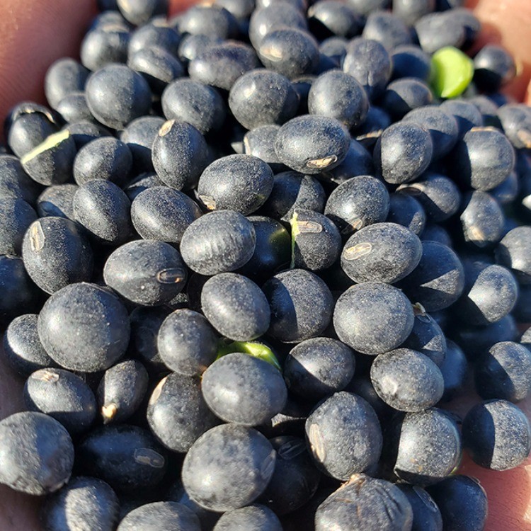 有机黑豆