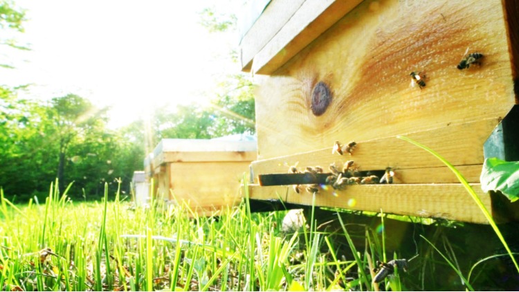 Heilong Sijiang Spring Bee Products Co., Ltd