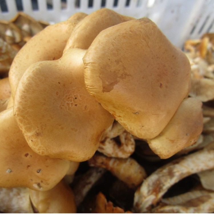 滑子菇