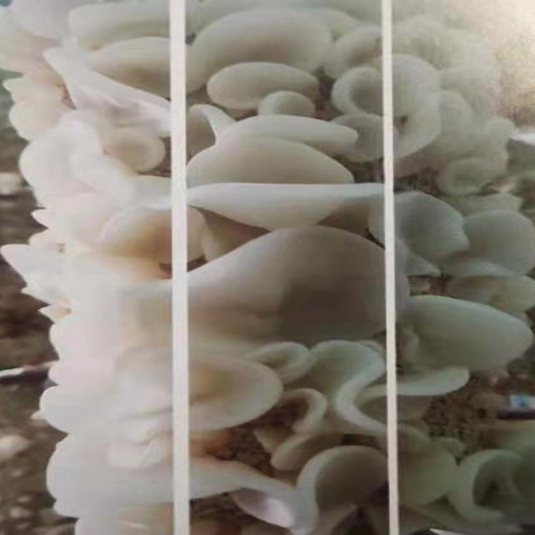 白玉木耳简装