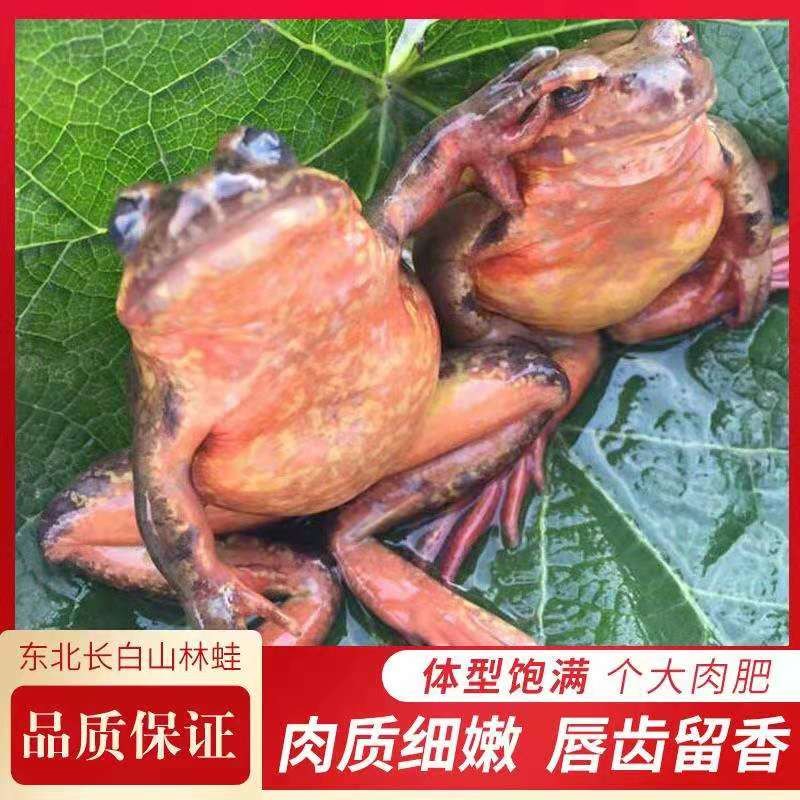 东北长白山林蛙