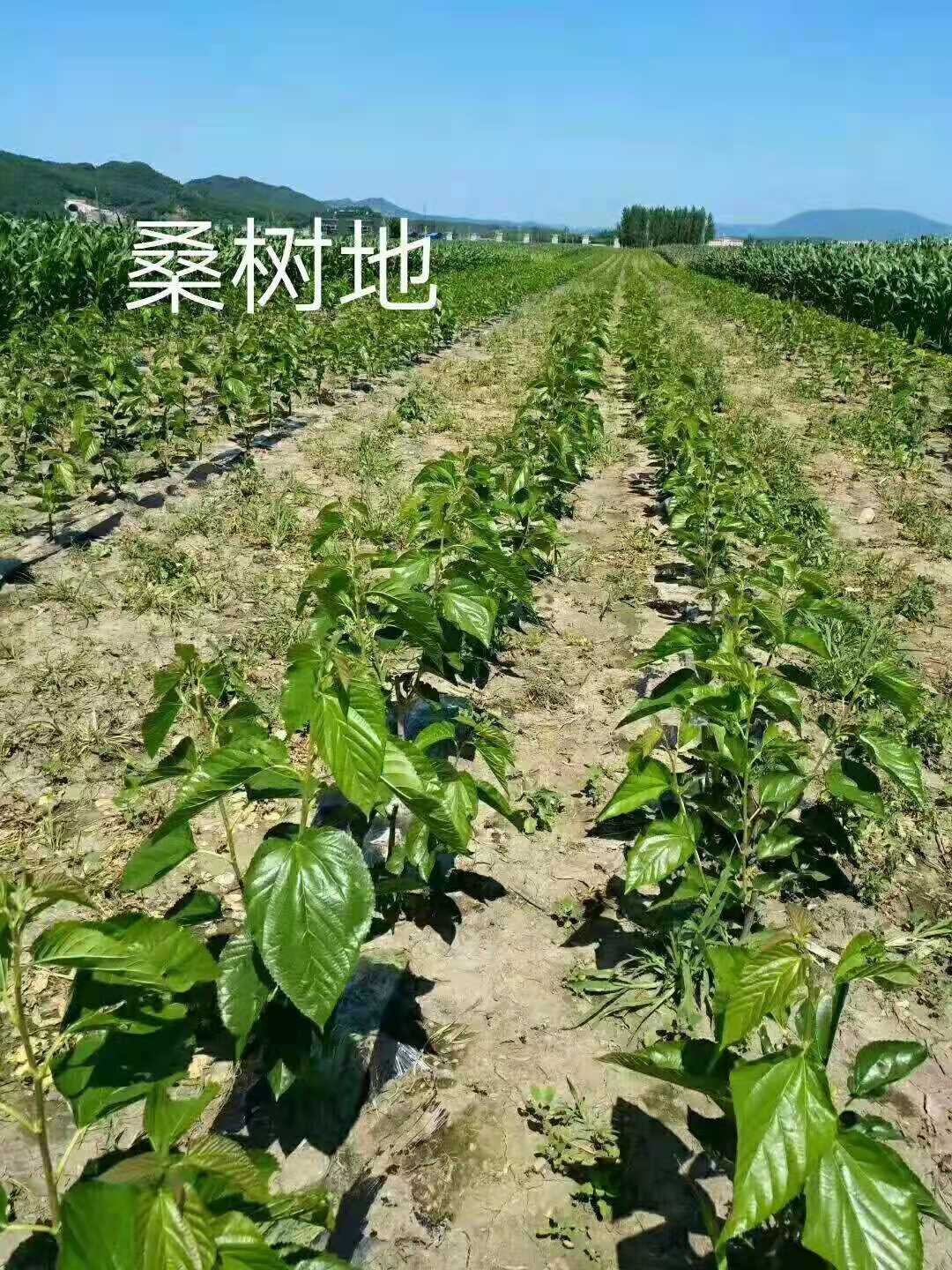 桑叶茶