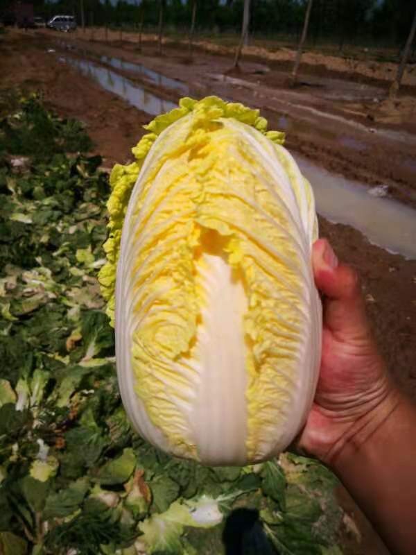 白菜