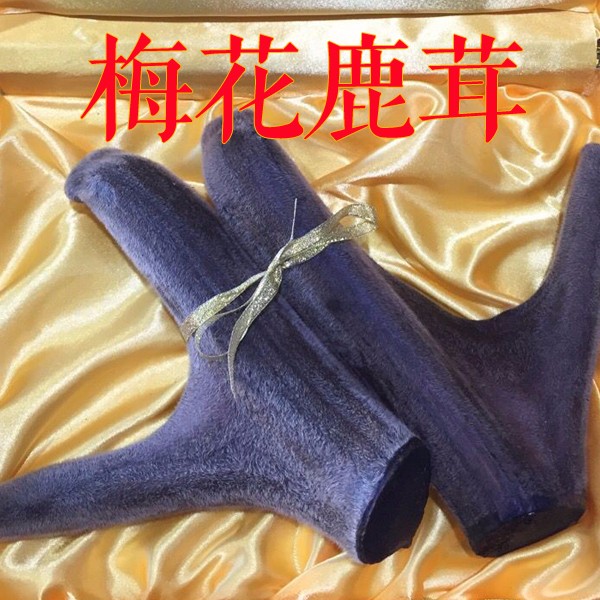 梅花鹿 鹿茸