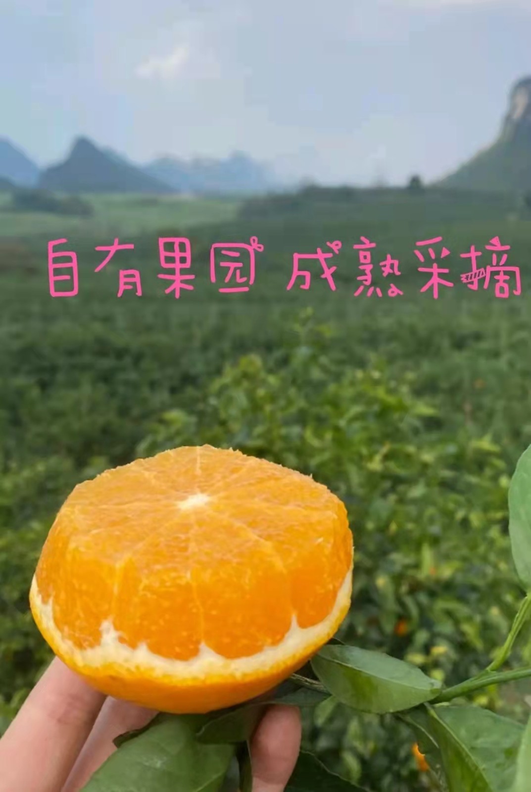 无核隆柑