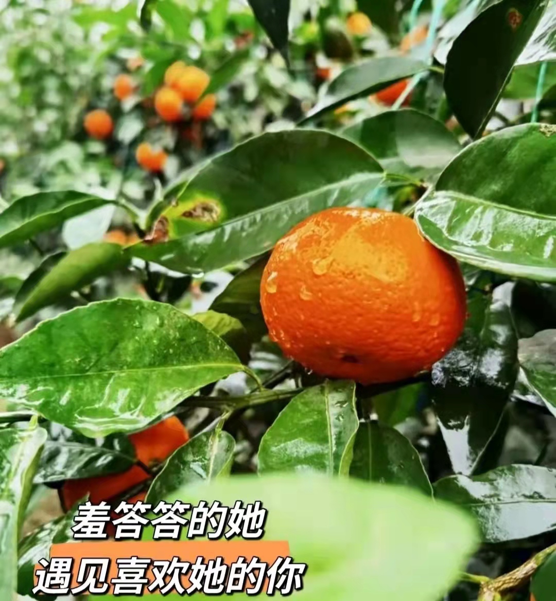 沃柑